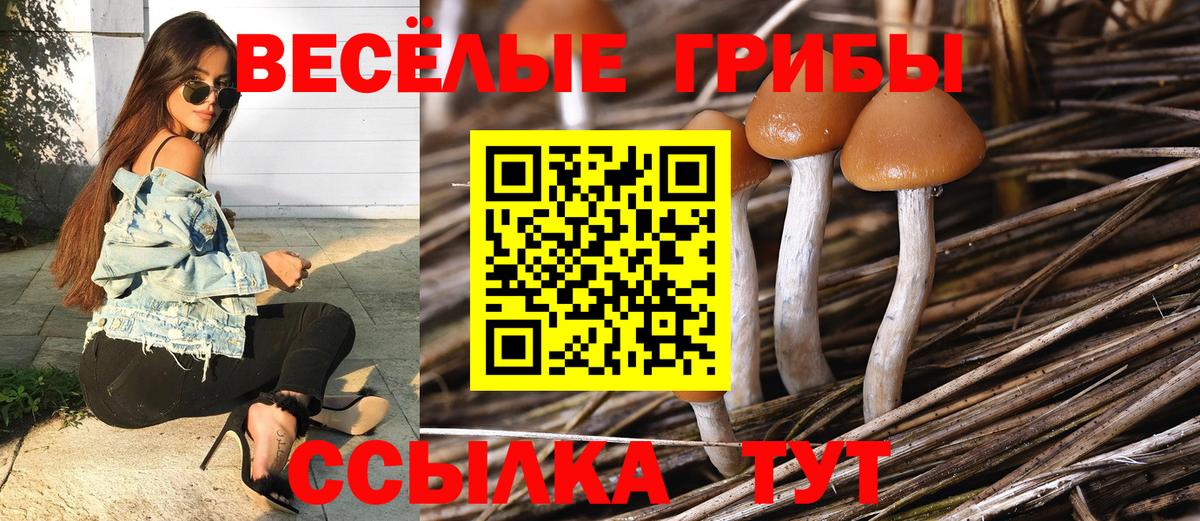 Дивногорск  Псилоцибиновые грибы Cubensis  Вход с VPN 